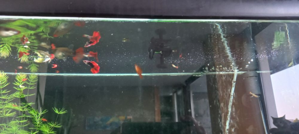 Guppy  Dumbo Red