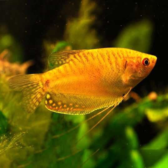 MISIEKZOO Labiryntowe - Gurami Niebieskie , Gurami Czerwone