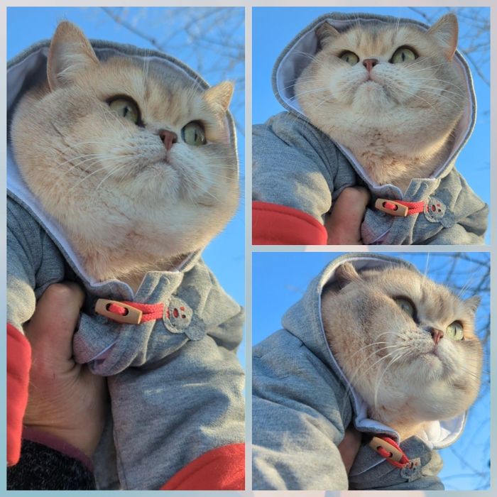 Шикарный золотой котик ay 11