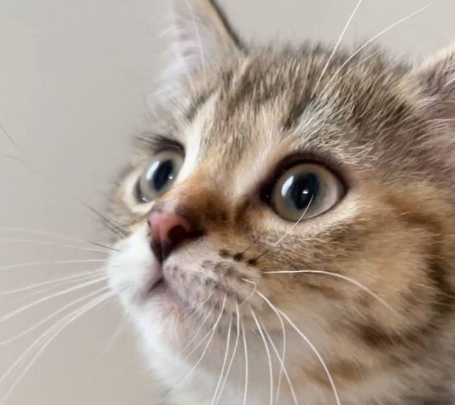 Прямоухая шотландская девочка