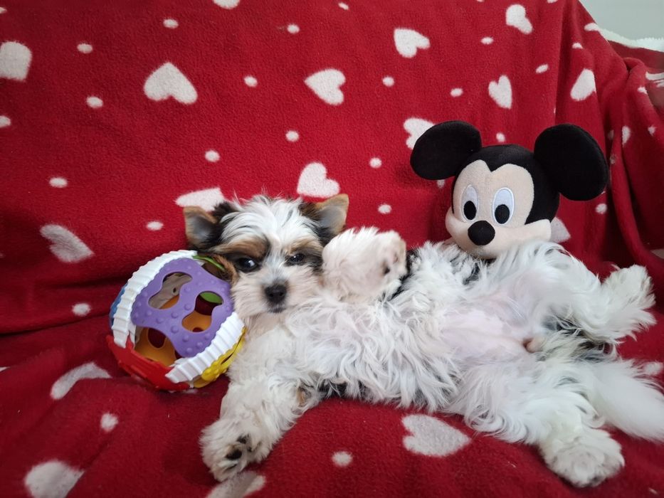 York-Yorkshire Terrier biewer  suczka