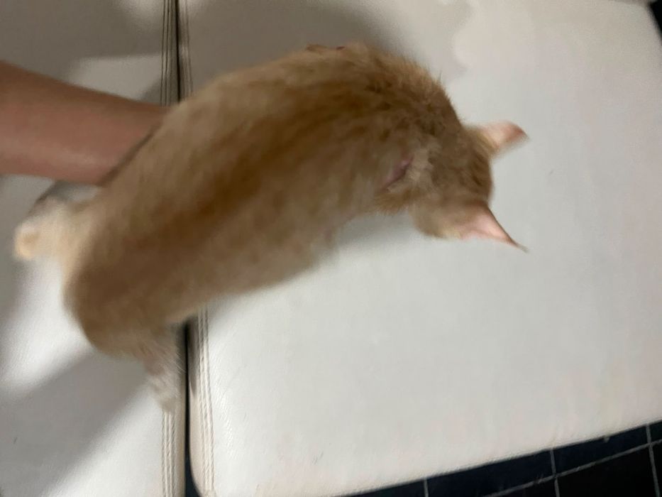 Dou gato macho laranja