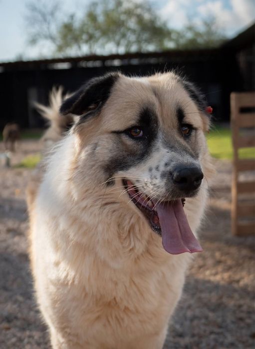 Bulut - pies do adopcji