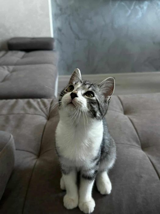 Кошеня дівчинка 4,5 місяці привезена з зони бойвих дій!