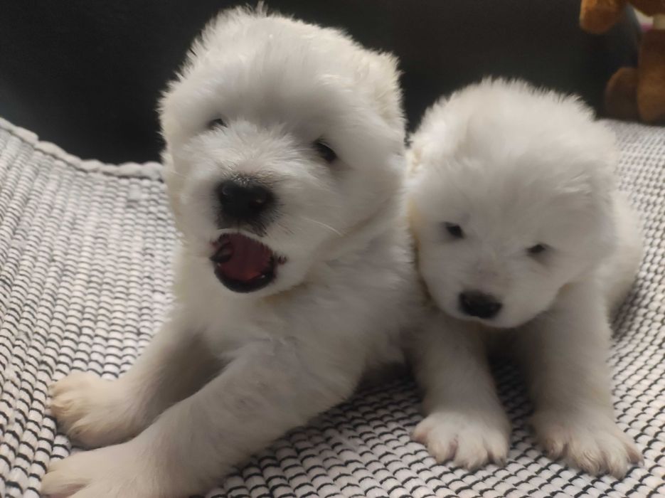 gotowa Samoyed FCI / ZKwP samojed śnieżnobiały