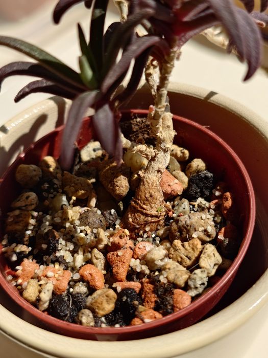 Delosperma bosseranum kaudeks sukulent w osłonce ceramicznej dekoracja