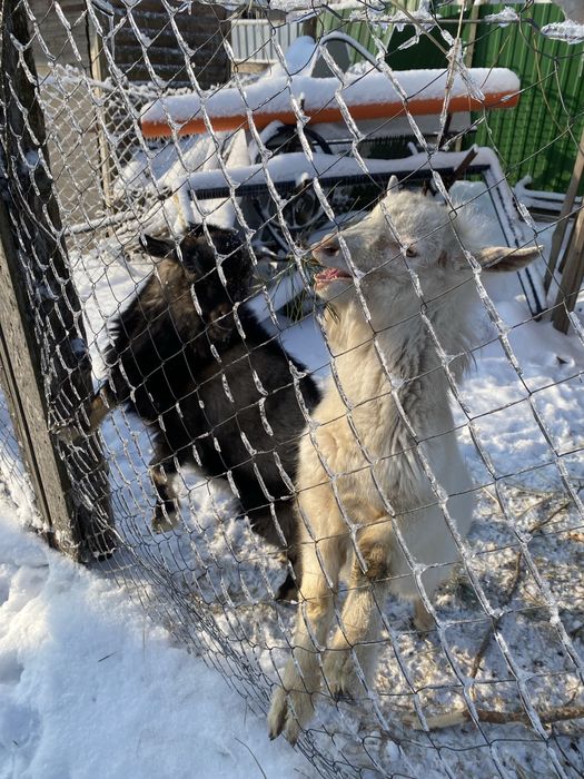Продам двох козлів