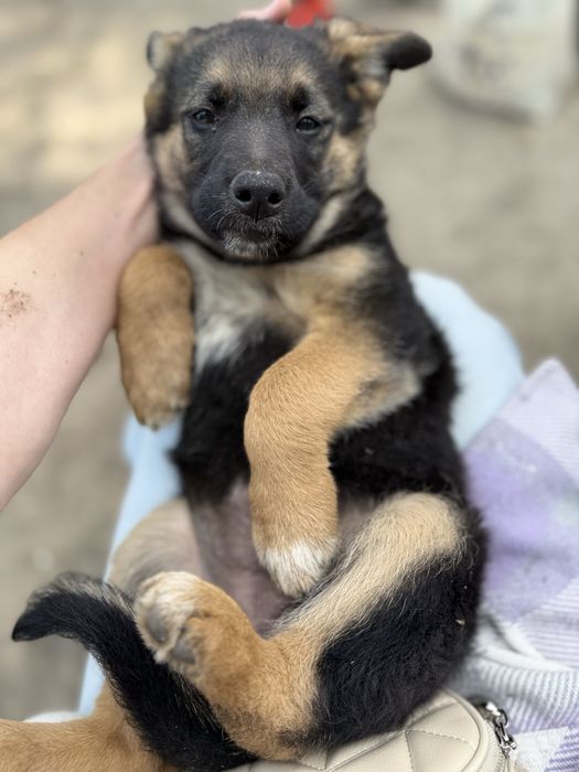 Цуценя безкоштовно в добрі руки