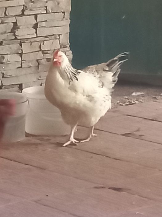 Ovos Galados de Galinhas Poedeiras