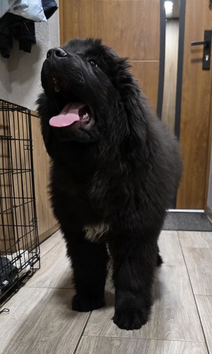 Nowofundland Wodołaz ZKWP FCI