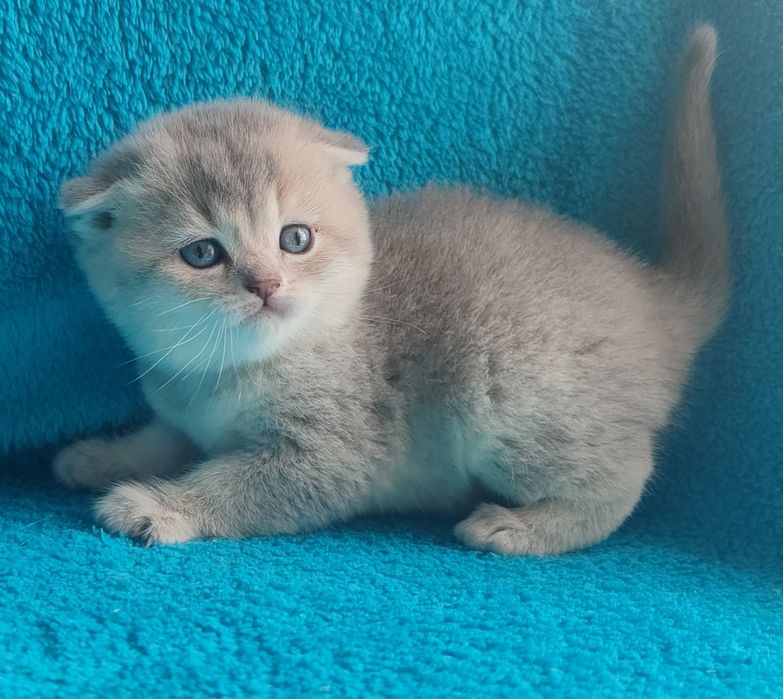 Пропонується к продажу шотландська неймовірна дівчинка блакитне золото