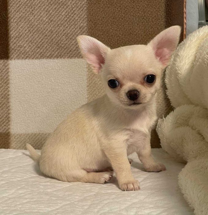 Гарнюня хлопчик чихуахуа