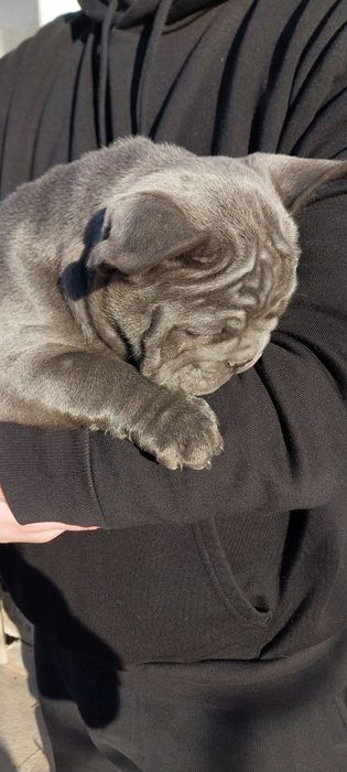 Мальчик французского бульдога