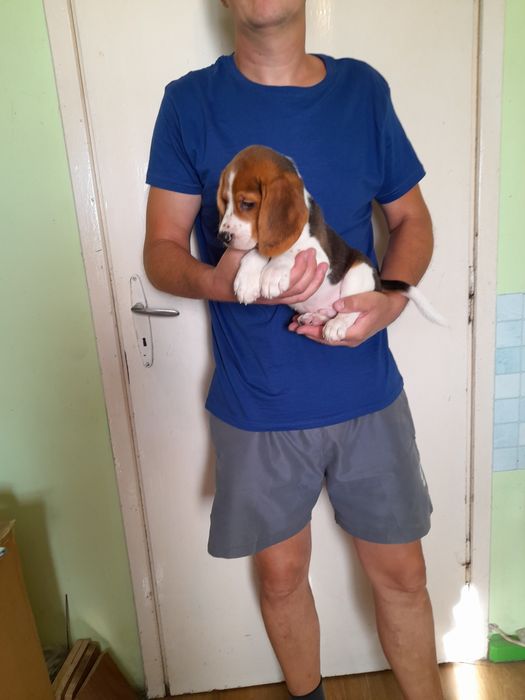 Beagle bigle szczeniak