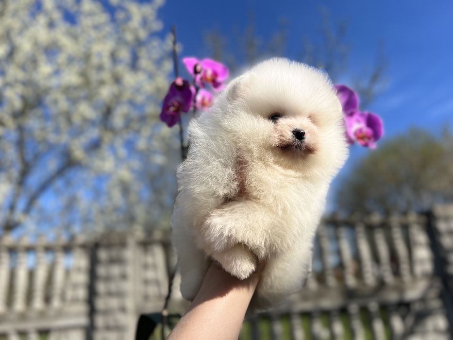 Цуцики ведмедики