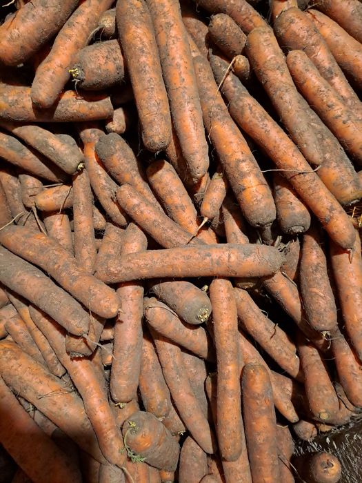 Sprzedam warzywa marchew i kapuste