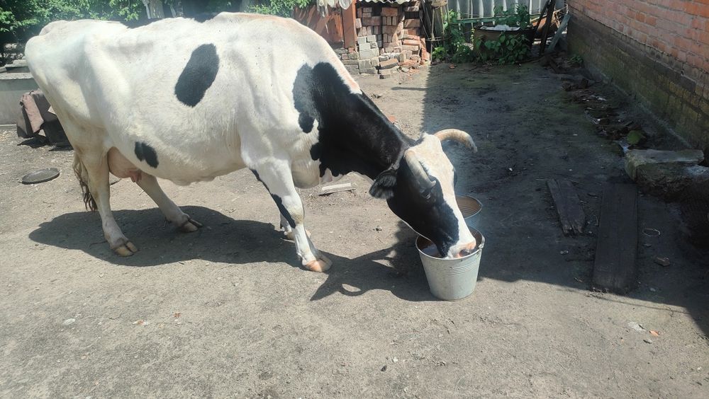Продам дійну корову,три місяці після отелу .
,ще не парована,м'яка, спокійна.