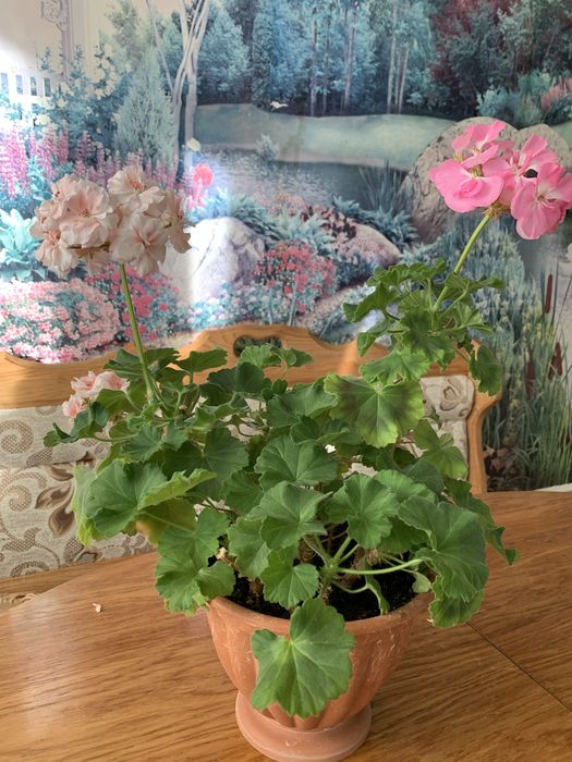 Кімнатні рослини аспарагус, хлорофітум,паперомія, сансевієрія та ін.