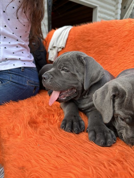 Голубий хлопчик Кане Корсо Денні 2міс– цуценя від професійного клубу