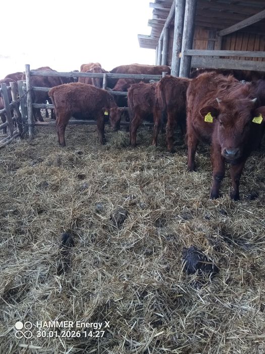 Sprzedam odsadki polska czerwona