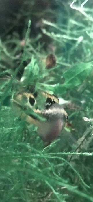 Ciclídeo anão Pelvicachromis pulcher, Kribensis