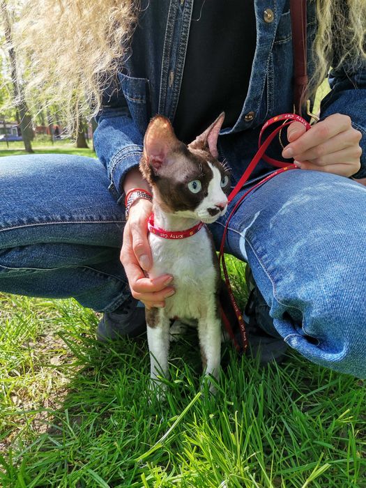 Вязка кота Девон-рекс