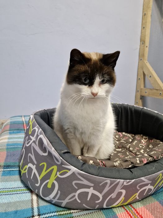 Kicia o pięknym umaszczeniu.