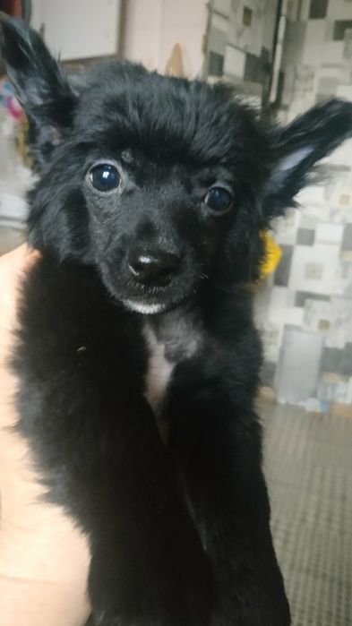 Китайская хохлатая