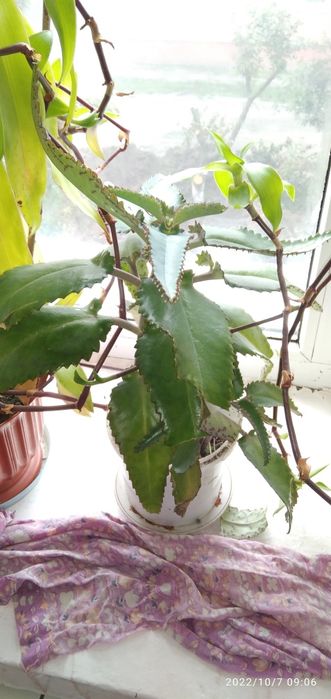 Золотий ус, Каланхое, та Алое