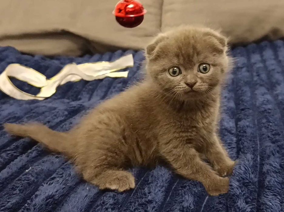 Милый шотландский вислоухий котёнок, мальчик, фолд