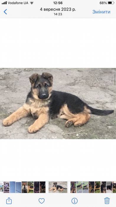 Цуценята чистокровної німецької вівчарки