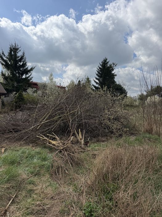 Oddam drzewa po wycince, Biała Podlaska