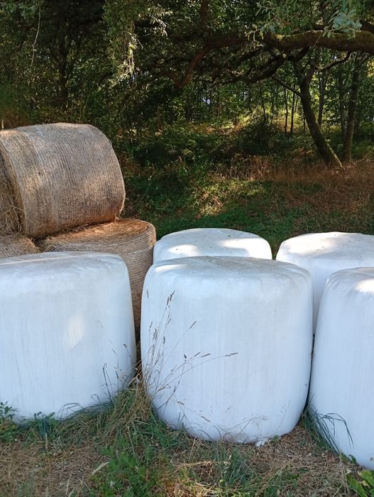 Rolos erva seca e fenovsilagem