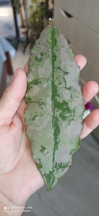 Hoya undulata silver