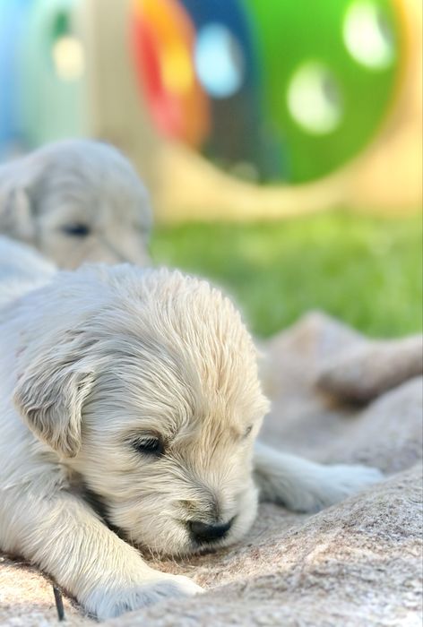 Piesek golden retriever rezerwacja