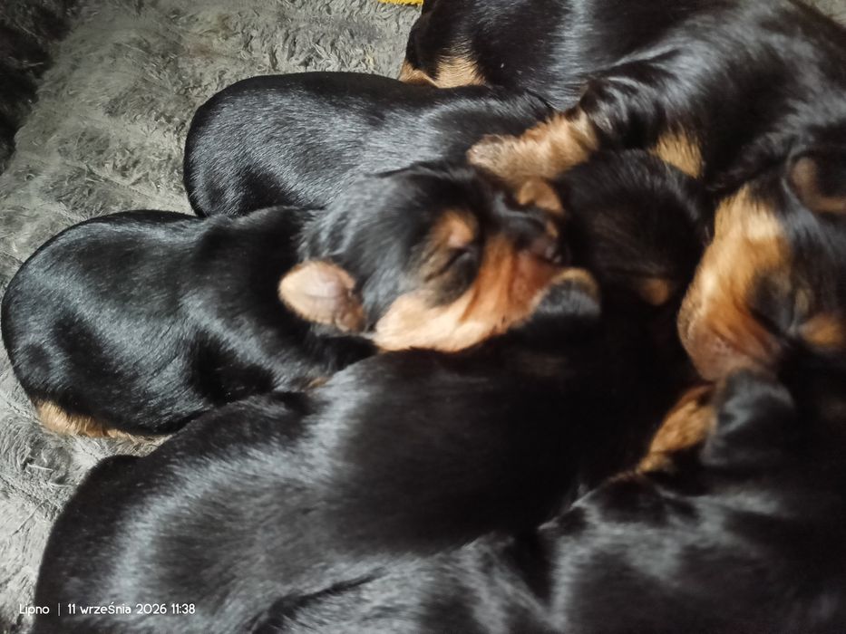 Yorkshire terrier dziewczynki