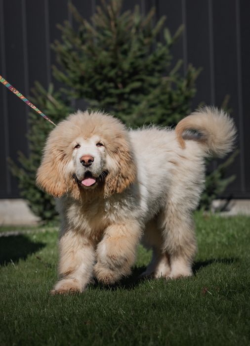 Тібетський мастиф