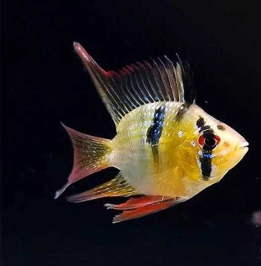 Ramirezis varias linhas ciclídeos anões