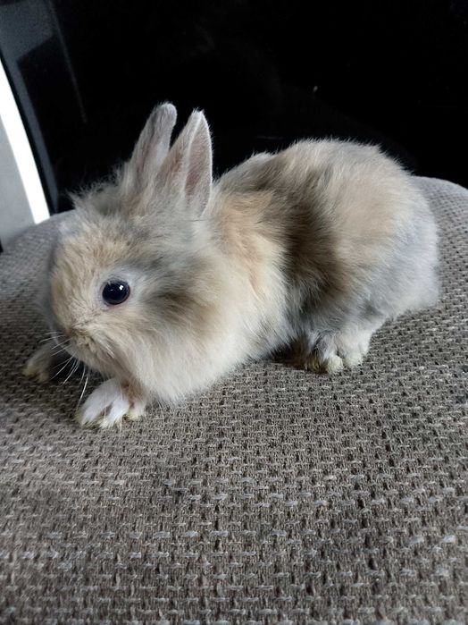 Króliczki miniaturki