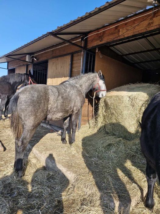 Klacz śląska programowa