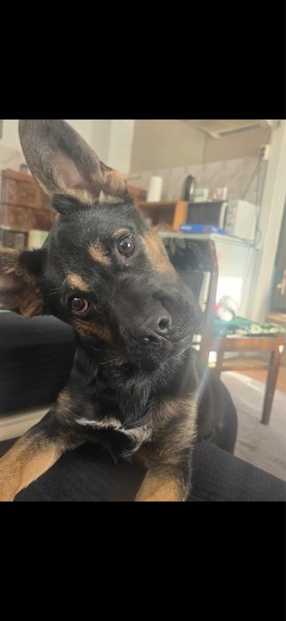 Suczka szuka domu ! Oddam tylko w dobre ręce !