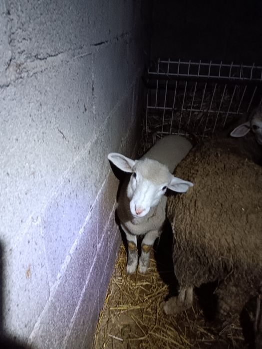 Anho cruzado de ill france