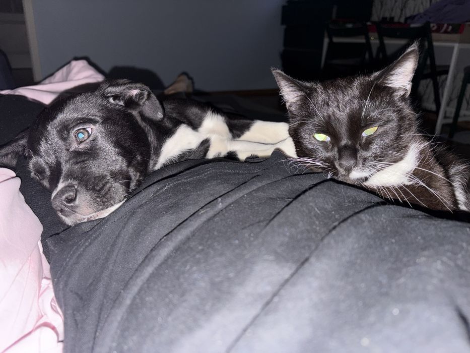 Oddam suczke 5miesiecy