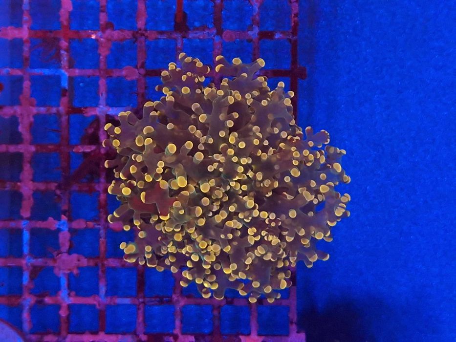 Euphyllia paradivisa Orange Koralowce Akwarystyka morska Poznań