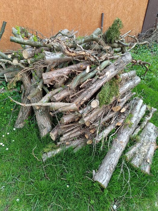 Tuja i wierzba pozostałości po wycince. Oddam za darmo.