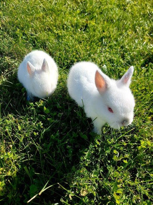 Coelhos anões bebés 1 mês