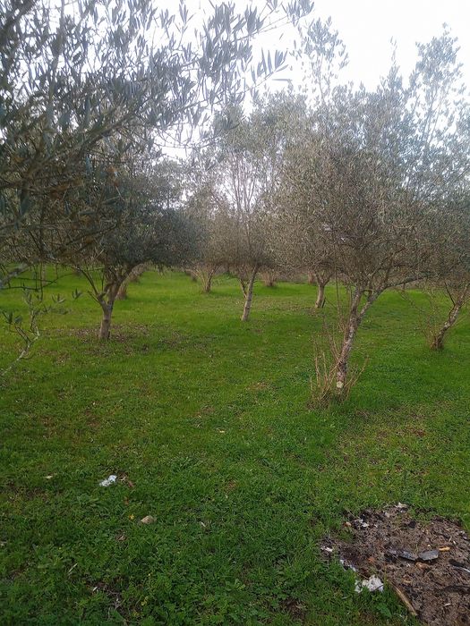 Vendo Oliveiras Para Quem Quiser Para  Jardins