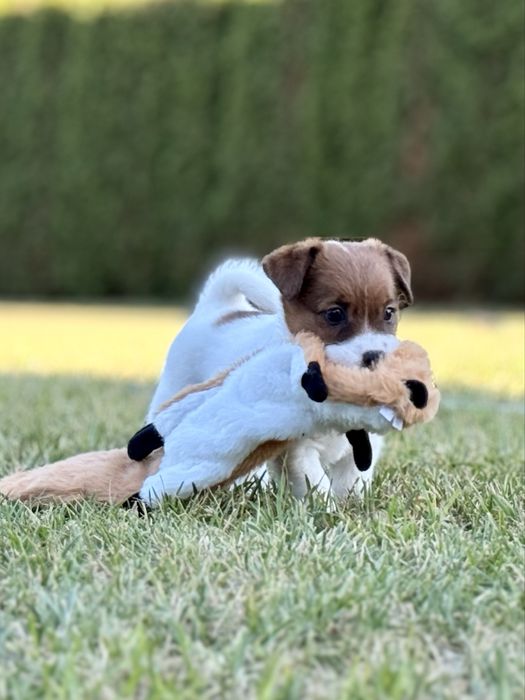 Jack Russell Terrier FCI ZKwP