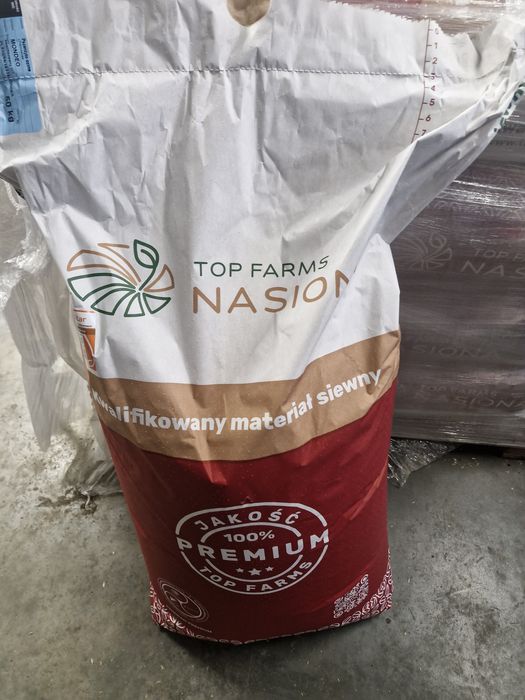 Pszenżyto ozime MONDEO C1