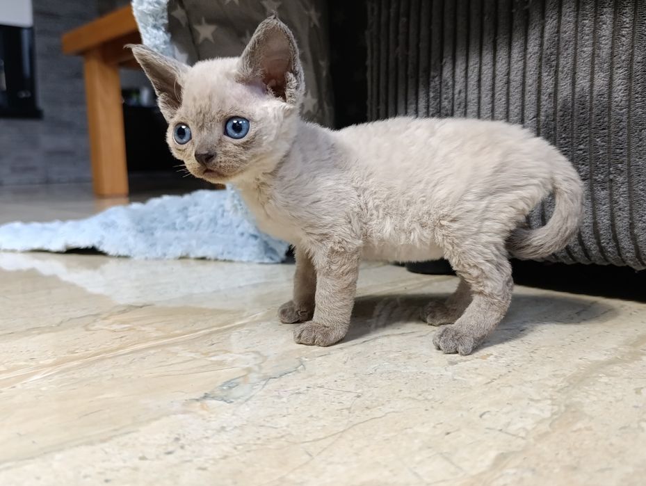 Kocurek Devon rex point rodowód FPL